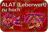 ALAT Laborwert erhöht / zu hoch