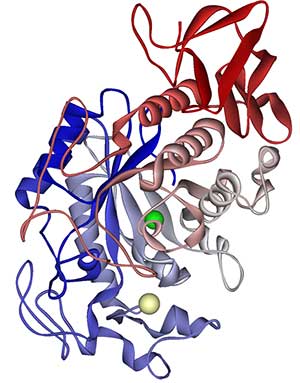 Strukturmodell des Enzyms Alpha-Amylase