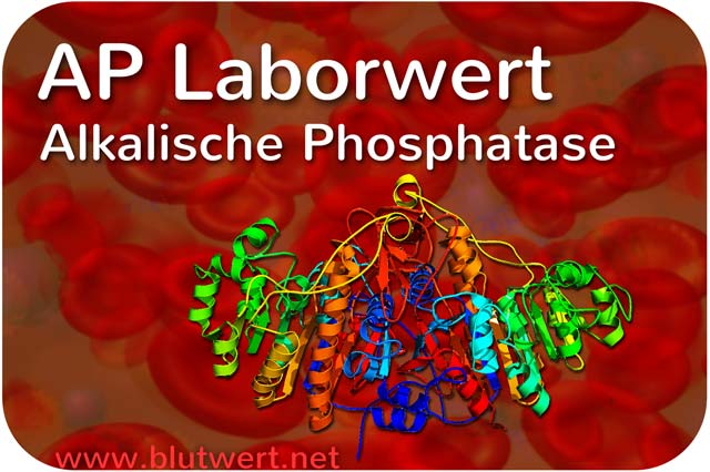 AP Laborwert