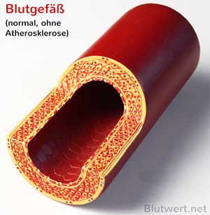 Blutgefäß