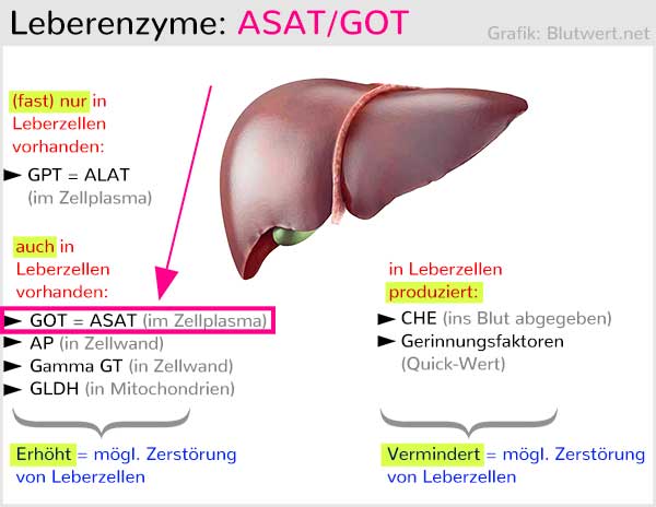 GOT-Wert bzw. ASAT-Wert