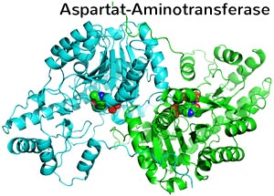 Aspartat-Aminotransferase: 3D-Modell des Enzyms