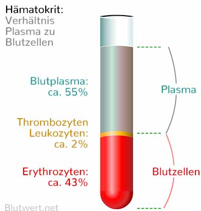 Blut Bestandteile