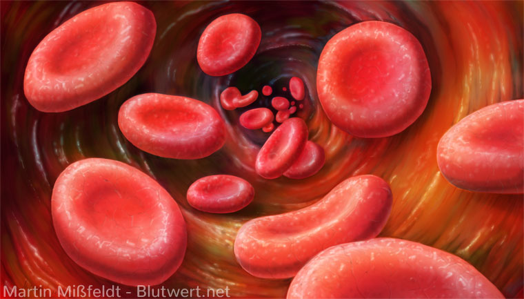 Blut: Erythrozyten in einem Blutgefäß