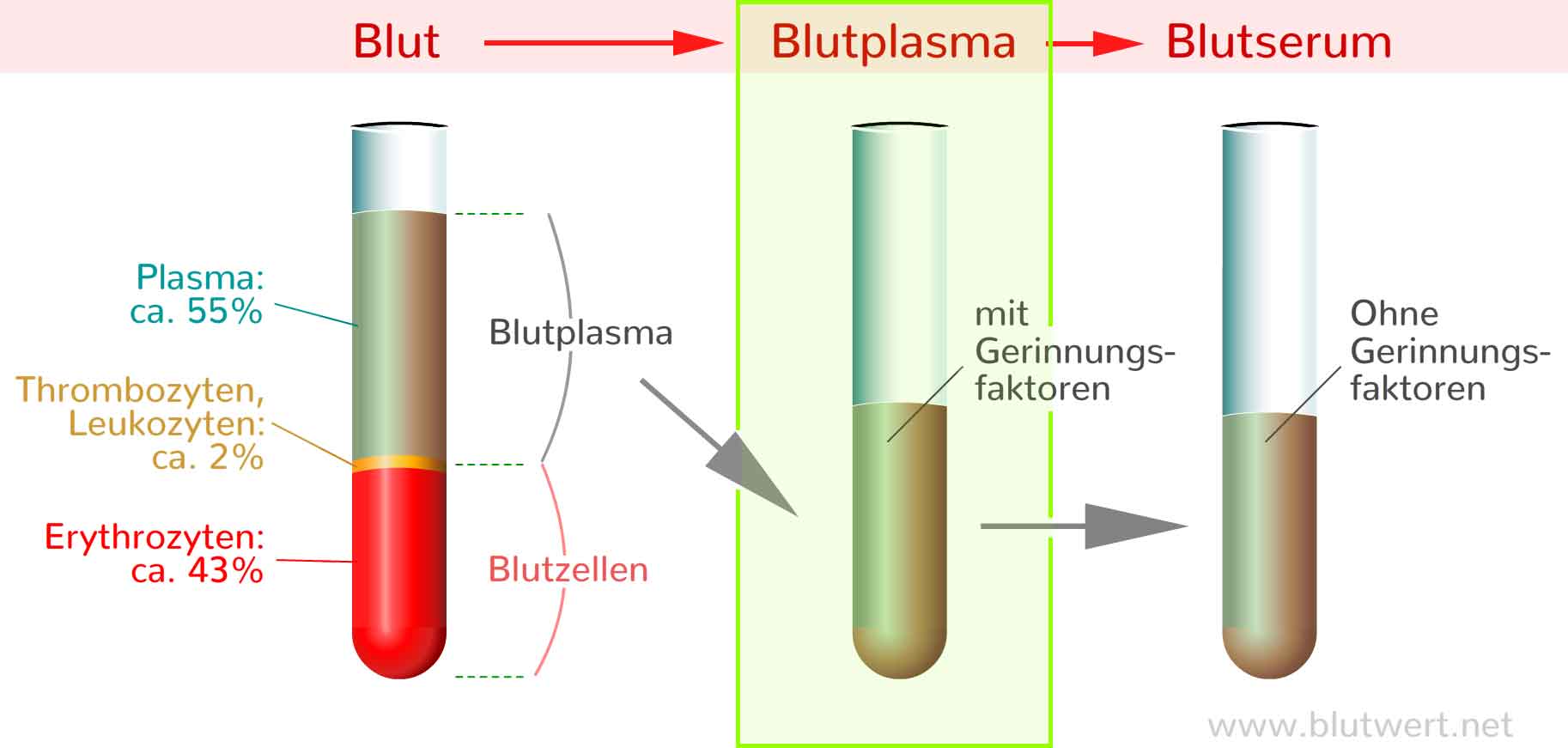 Blutplasma Blut Mit Gerinnungsfaktoren.