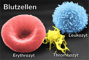 Blutzellen-Arten: Erythrozyt, Thrombozyt, Leukozyt