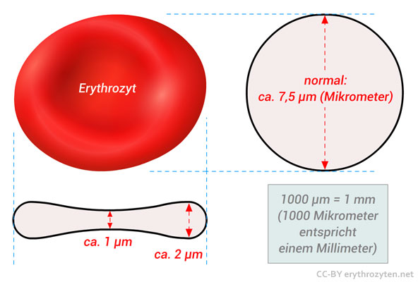 Erythrozyt: Aufbau und Größe