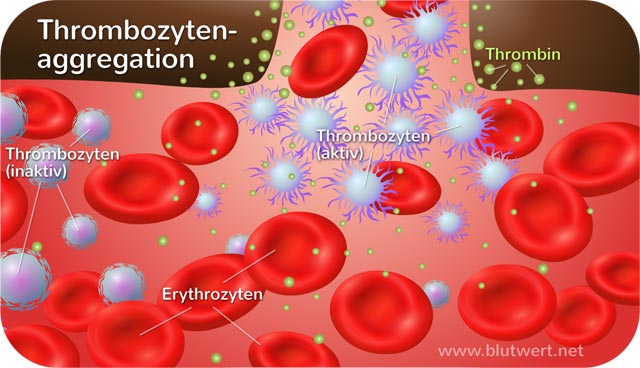 Thrombozytenaggregation - Blutgerinnung