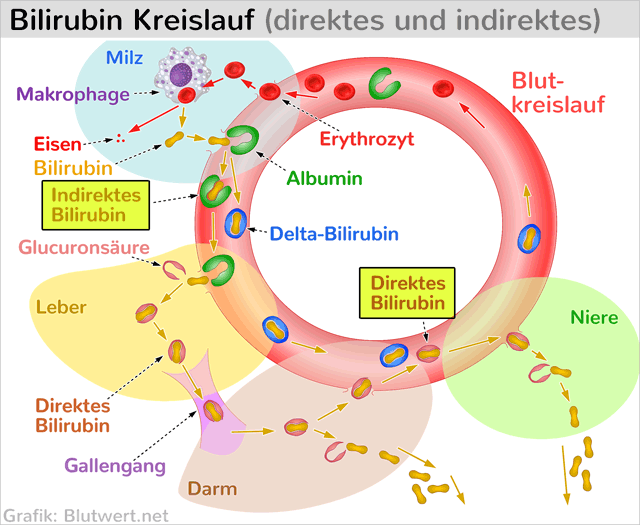 Bilirubin-Kreislauf