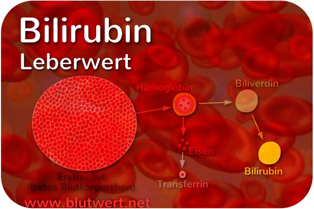 Bilirubin