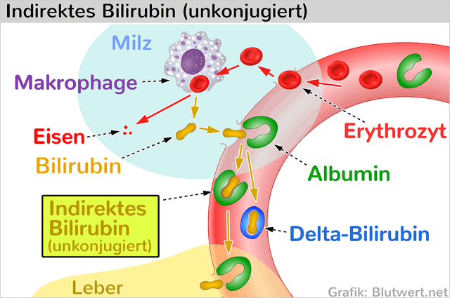 Erhöhter bilirubinwert