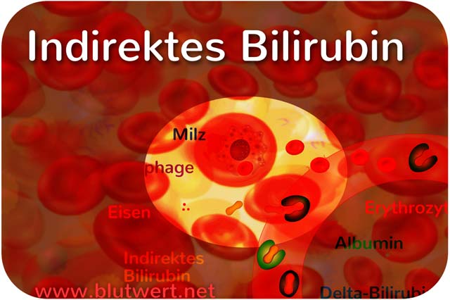 Indirektes Bilirubin (unkonjugiert) zu hoch