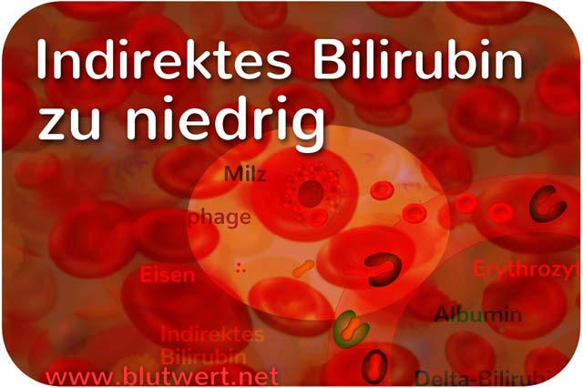 Indirektes Bilirubin (unkonjugiert) zu niedrig