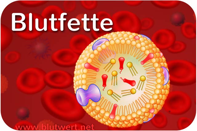 Blutfette