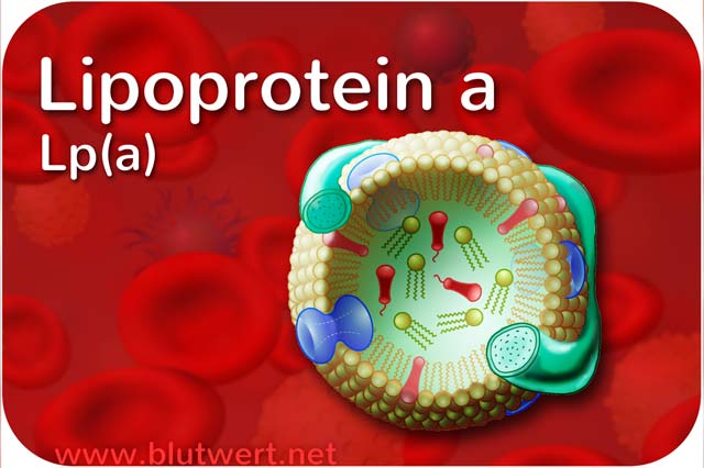 Lipoprotein a Blutwert