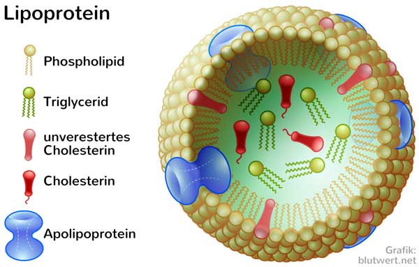 Lipoprotein: Transport-Kügelchen, die Triglyceride und Cholesterin aufnehmen und im Blut transportieren