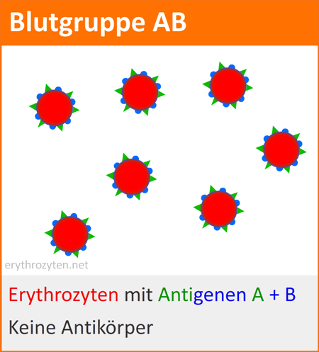 Blutgruppe AB