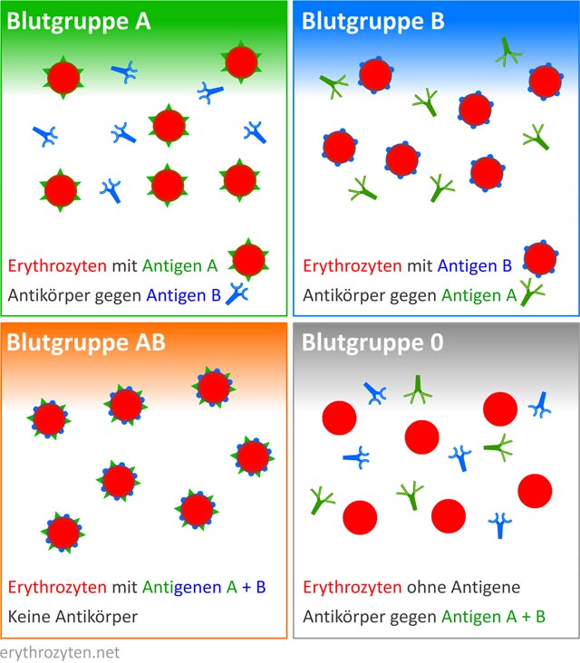 Das AB0-System: Blutgruppen A, B, 0 und AB - Antigene und Antikörper