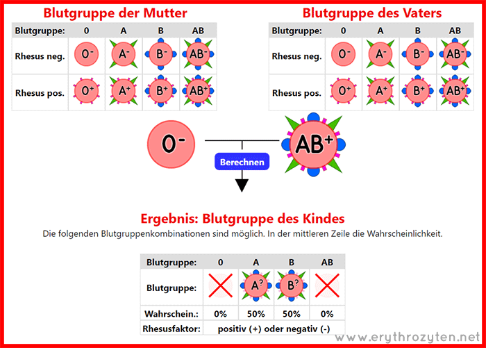 Vererbung der Blutgruppen - Rechner zum Berechnen