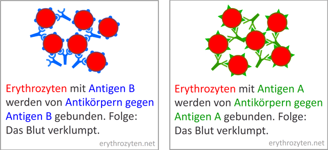 Hämagglutination Erklärung