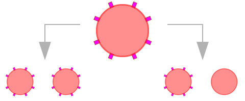 Rhesus D positiv (Mutter) - Vererbung