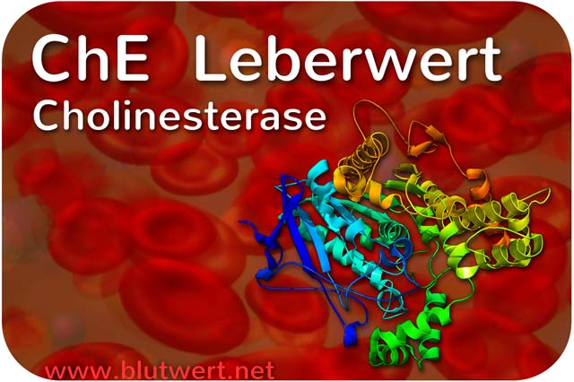 ChE - Cholinesterase