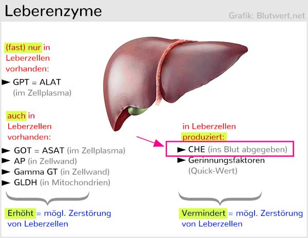 ChE-Wert zum Abgleich bei auffälligen Leberwerten