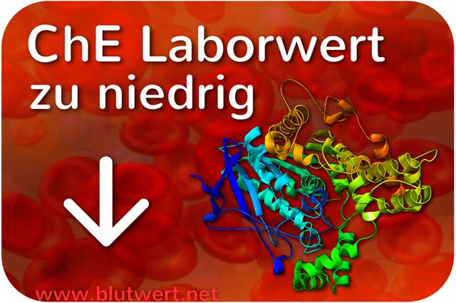 ChE vermindert, Blutwert Cholinesterase zu niedrig
