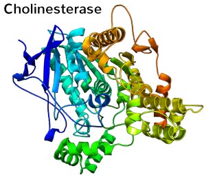 Cholinesterase
