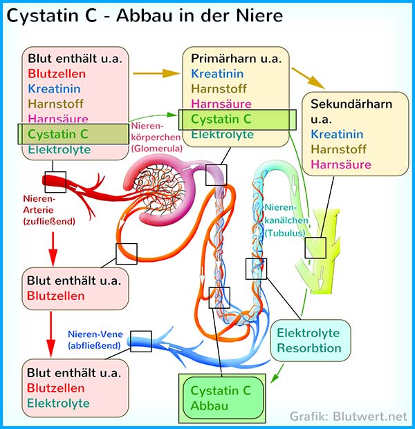 Cystatin C Abbau in der Niere