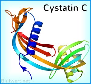 Cystatin C Strukturmodell