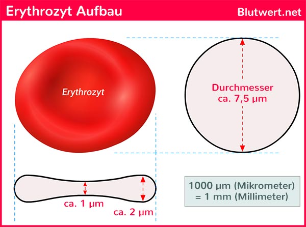 Erythrozyt: Aufbau und Gestalt