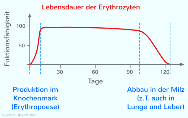 Lebensdauer der Erythrozyten