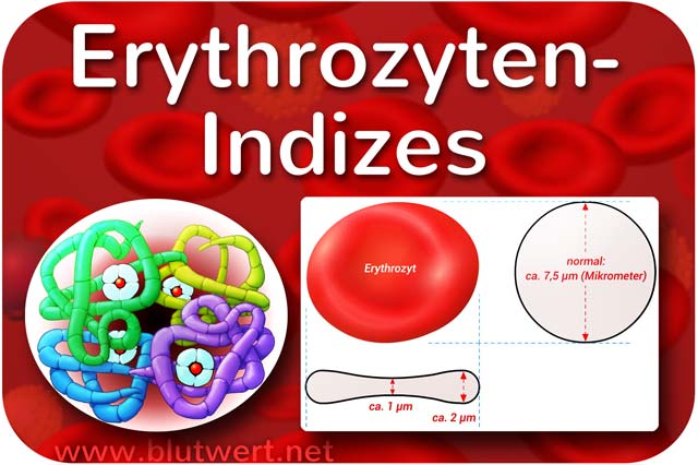 Erythrozytenindizes