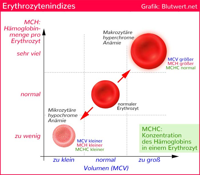 Erythrozytenindizes: MCV, MCH und MCHC