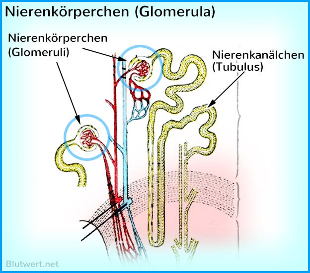 Nierenkörperchen (Glomerulus, Mehrz.: Glomeruli)