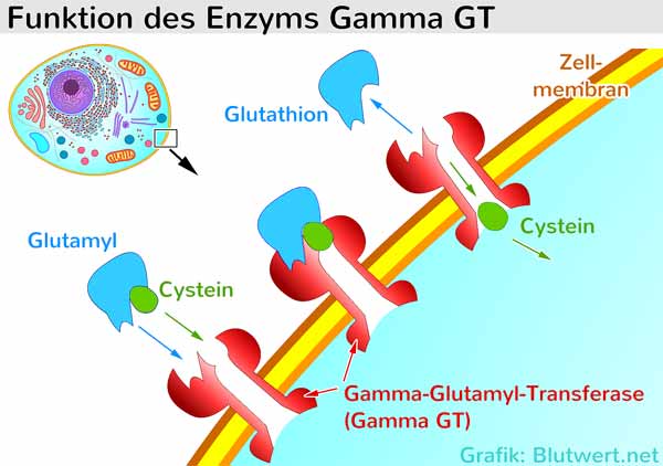 Gamma-GT Funktionsweise