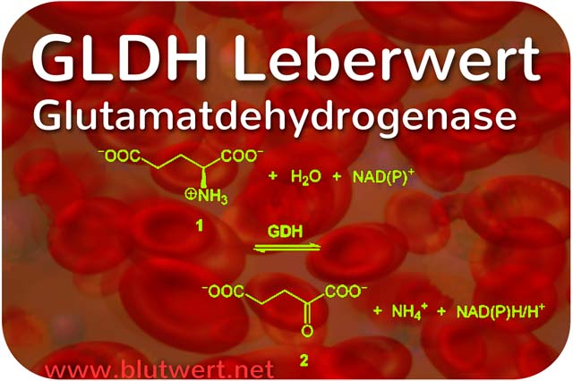 Laborwert GLDH (Glutamatdehydrogenase)