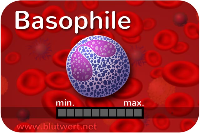 Basophile Granulozyten