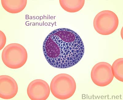Basophiler Granulozyt