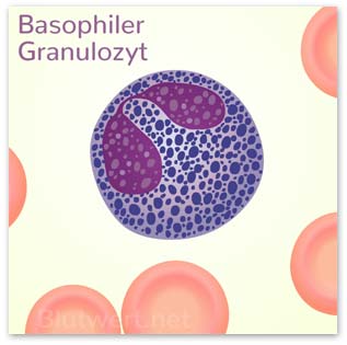 Basophiler Granulozyt