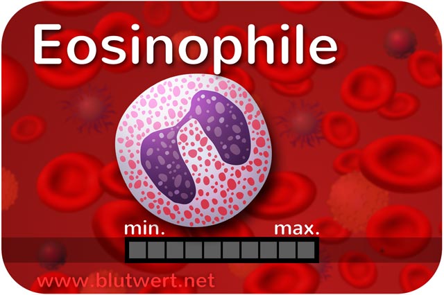 Eosinophile Granulozyten