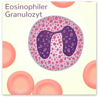 Eosinophile granulozyten