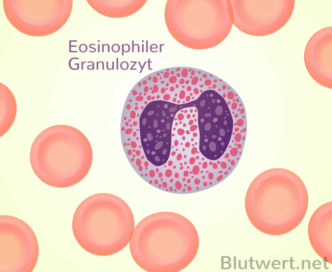 Eosinophile granulozyten