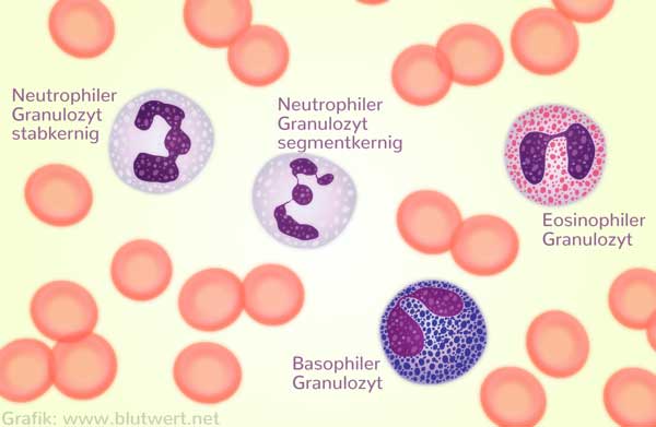 Granulozyten-Arten: neutrophile, eosinophile und basophile