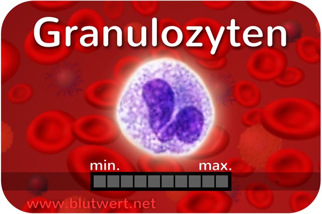 Granulozyten