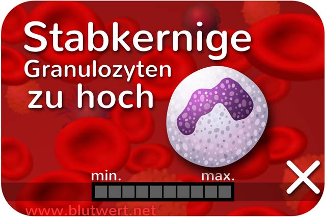 Stabkernige Neutrophile zu hoch