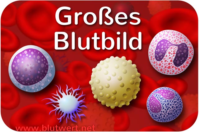 Großes Blutbild
