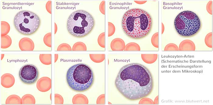 Leukozyten-Arten: Bestandteile des Differentialblutbildes bzw. des großen Blutbildes