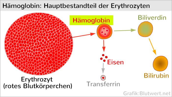 Biliverdin: Abbauprodukt des Hömoglobins